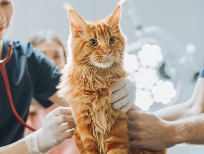 Vets in Wakefield Ardsley