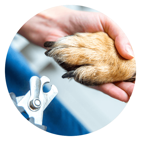 dog grooming Wakefield