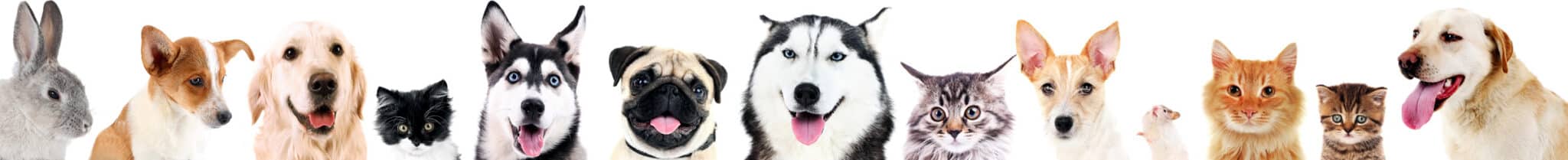 veterinary services Wakefield