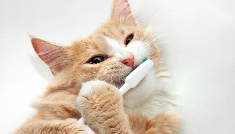 ultrasonic teeth cleaning for cats