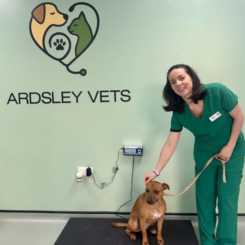 Inside Ardsley Vets