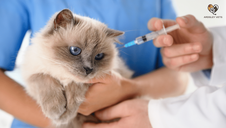 Vaccinations for Puppies and Kittens What to Know