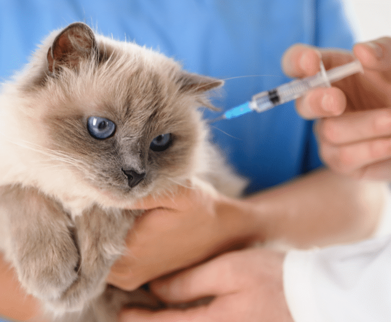Vaccinations for Puppies and Kittens What to Know