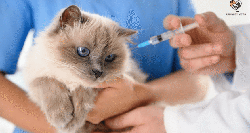 Vaccinations for Puppies and Kittens What to Know