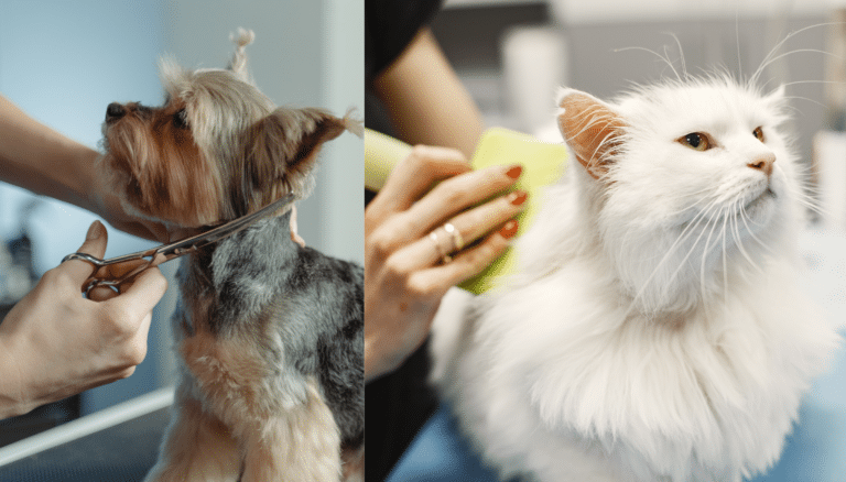 Why Regular Grooming Matters