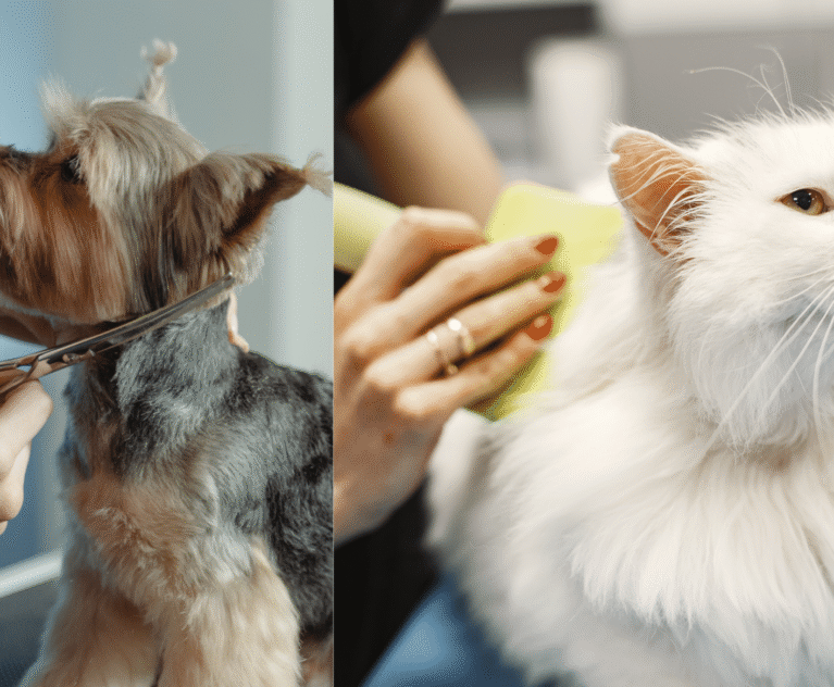 Why Regular Grooming Matters