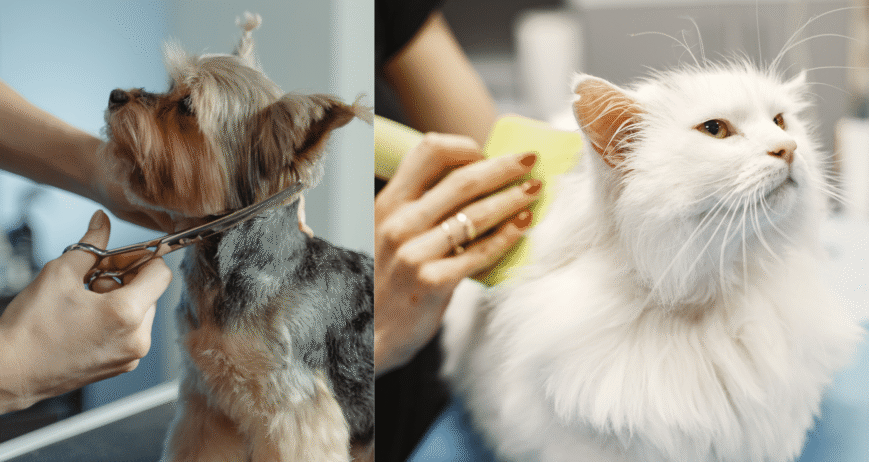 Why Regular Grooming Matters
