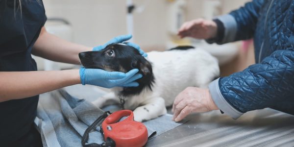 Emergency vets Wakefield