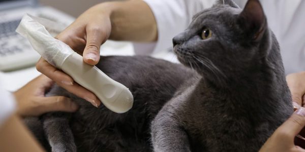 Signs you pet might be in pain and when to seek a vet