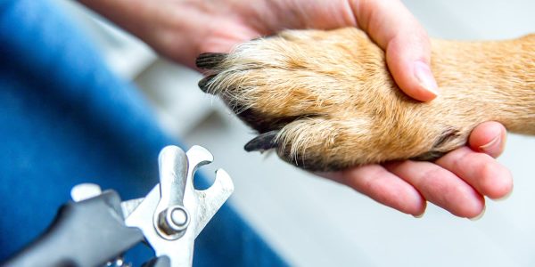 Why Regular Grooming Matters