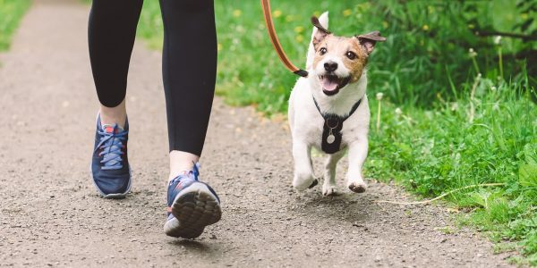 pet health plans for dogs and cats