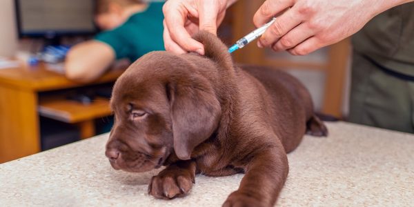 pet puppy kitten vaccinations