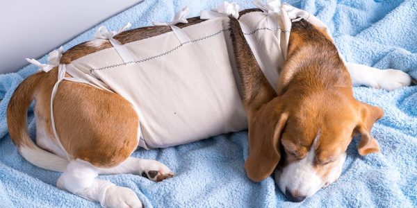 pet surgery - neutering spaying castration